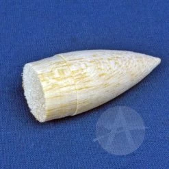 Corporal -Rocket Model Toys 5381adaab9ee613d41b71a22efc42d15.image .700x700